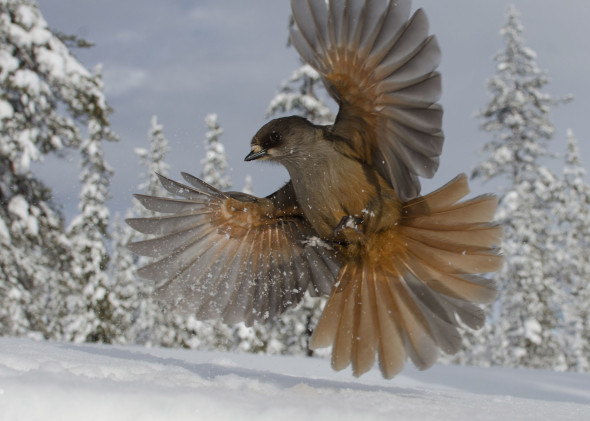 Edwin Sahlin_L'Uccello della neve
