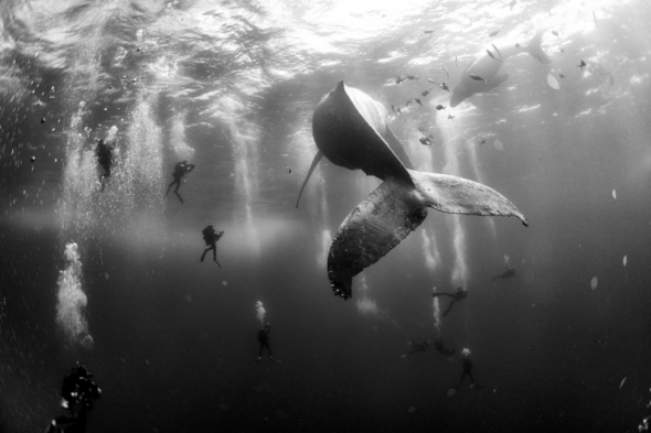 Anuar Patjane Floriuk Mexico Whale Whisperers Nature, second prize singles