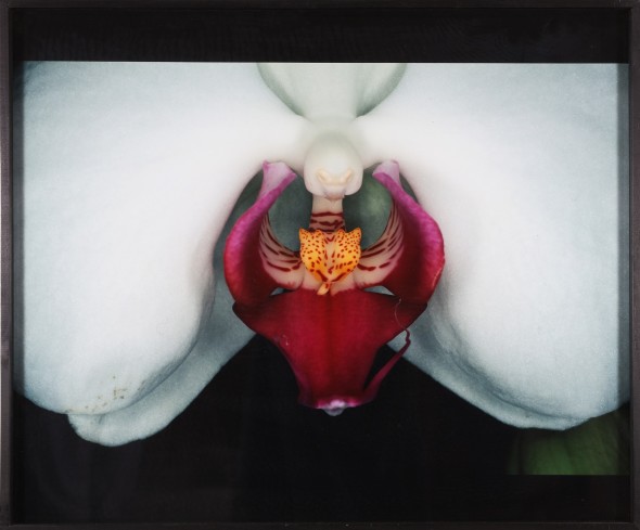 Lotto 136 NOBUYOSHI ARAKI (n. 1940) Orchidea. Fotografia 60,00 x 40,00 cm Valutazione: 4.000,00 € - 6.000,00 € 