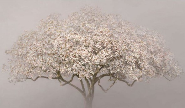 kung magnolia 2010