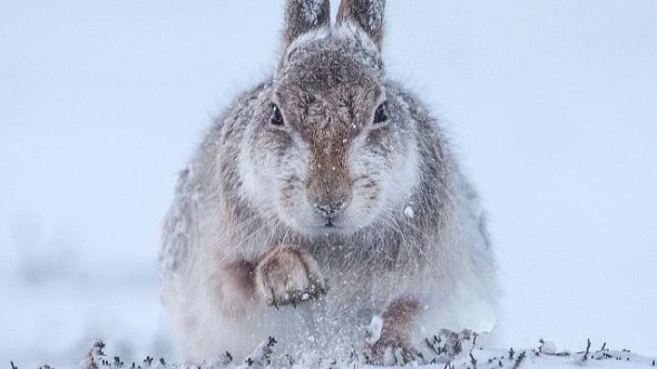 Rosamund Macfarlane (Regno Unito), Snow hare