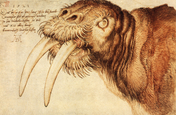 Dürer, The Walrus, 1521