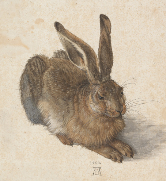 Albrecht Dürer, Hare, 1502