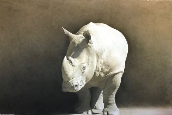 Marzio Tamer, Rhino, Acquerello, cm 130 x 180, Courtesy Salamon Art Gallery