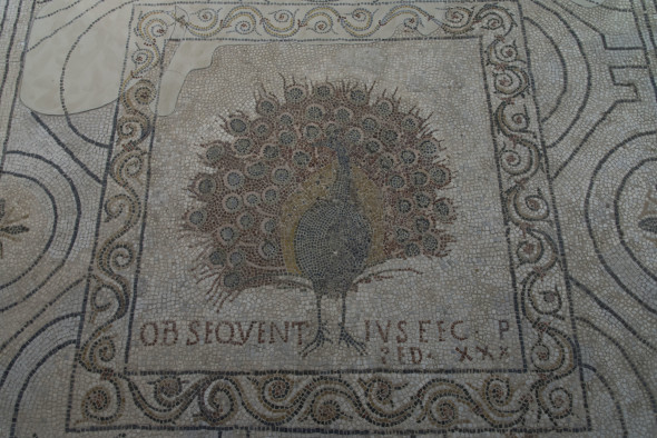 Mosaico Pavone dopo il restauro