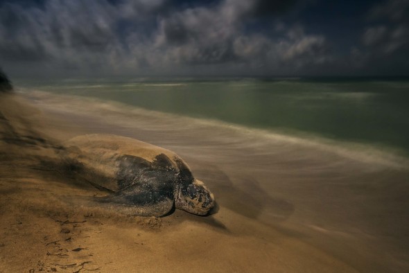 turtle- wildlife- photographer