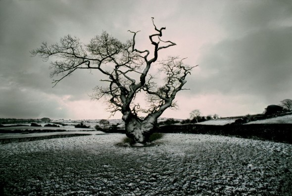 Frank Horvat, Derbyshire UK, vecchia quercia (1977)