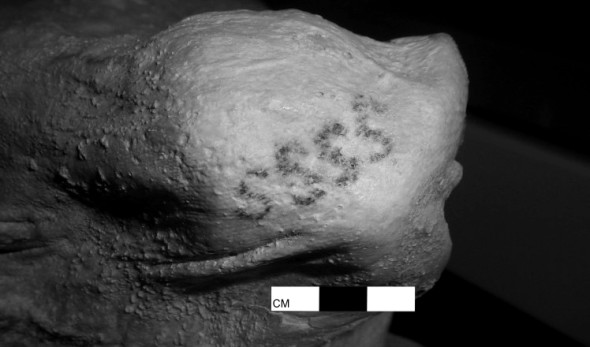 I più antichi tatuaggi della storia trovati su due mummie egizie (foto British Museum) 