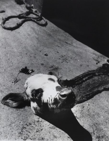 ATELIER D’ORA | Severed calf’s head in a Parisian slaughterhouse | c. 1954 © Museum für Kunst und Gewerbe Hamburg | Photo: Museum für Kunst und Gewerbe Hamburg