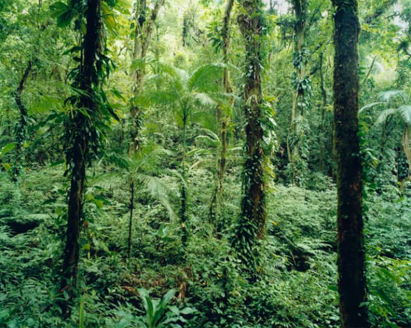 Thomas Struth. Paradise 21 Yuquehy, Brazil 2001-180,1 x 223,8 cm