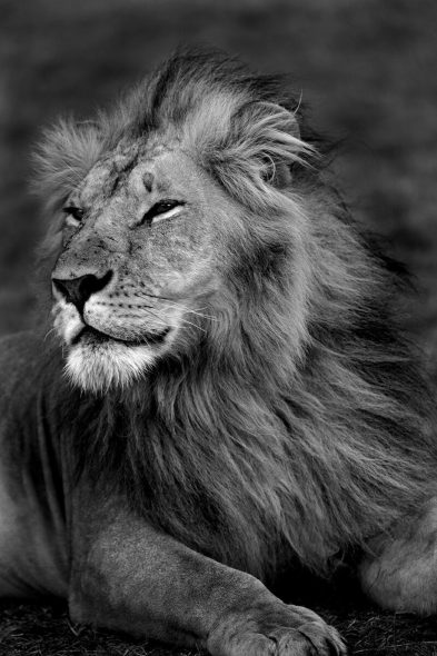 Lion-Portrait-I-Kenya-2011-c-Christian-Cravo