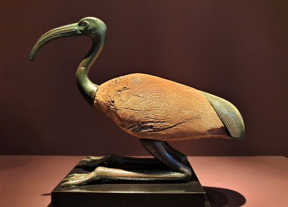 Ibis egizio