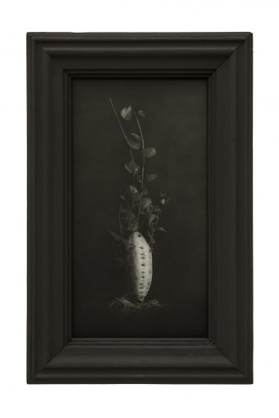 TEATRINO VEGETALE, 2016 VEGETABLE THEATRE (cm 38.5 x 21.8), [cm 50 x 32.5] * STAMPA ALCHEMICA AI SALI D’ARGENTO APPLICATA SU CARTONCINO, IN CORNICE ALCHEMICAL PRINT MOUNTED ON CARDBOARD, FRAMED Foto © Luca Laureati
