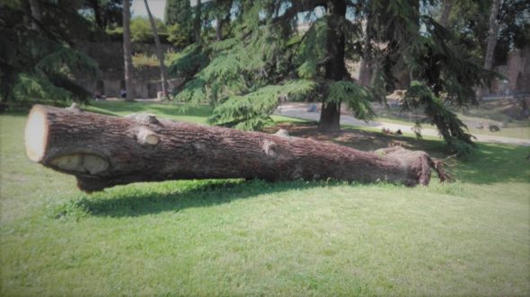 Albero secolare caduto nel parco durante le forti raffiche di vento dello scorso febbraio Courtesy Image Parco Archeologico Colosseo