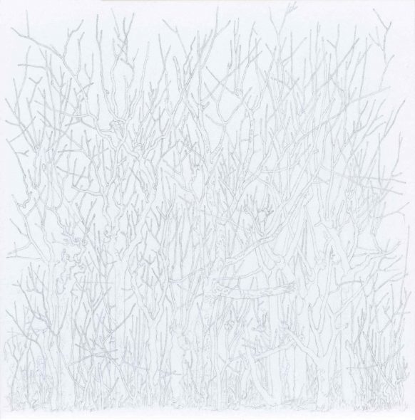 Selva, 2018, matita su carta, 10 x 10 cm