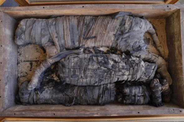 Le 5 mummie di cucciolo di leone scoperte a Saqqara_ph.MoA