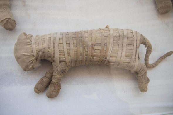 Mummia di gatto avvolta in bende di lino. Fotografia di Mohamed Hossam EPA