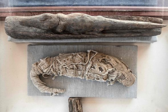 Mummia di un piccolo coccodrillo e sarcofago in legno per un altro esemplare