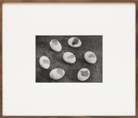 Alessandra Spranzi, Gusci di uova mangiate da una faina (L’insieme è nero), 2016, stampa ai sali d’argento/gelatin silver print, cm.18x25 (incorniciata/framed cm.44x52), ed.3+2pda. ph.C.Favero - Courtesy P420